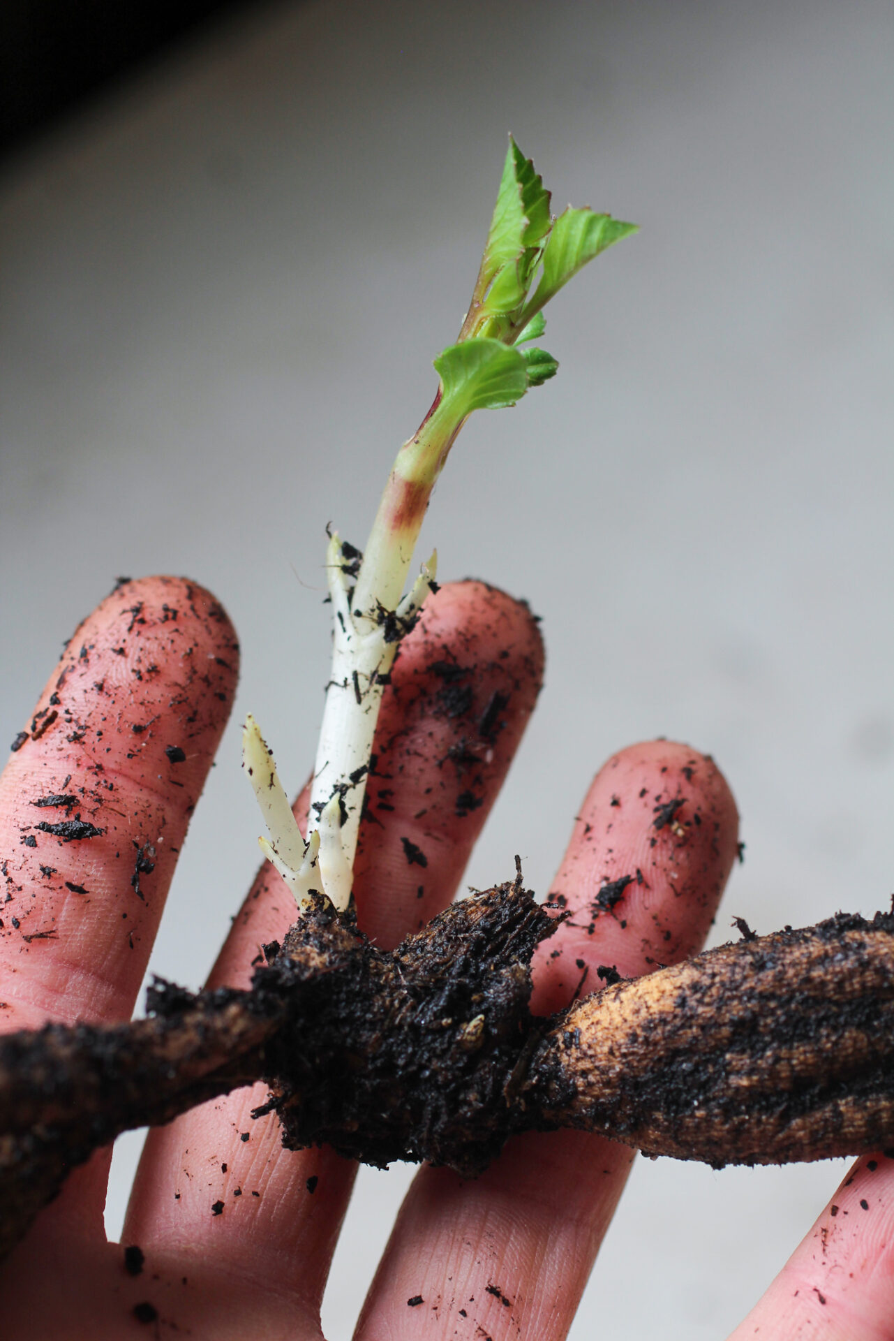 Dahlia Propagation