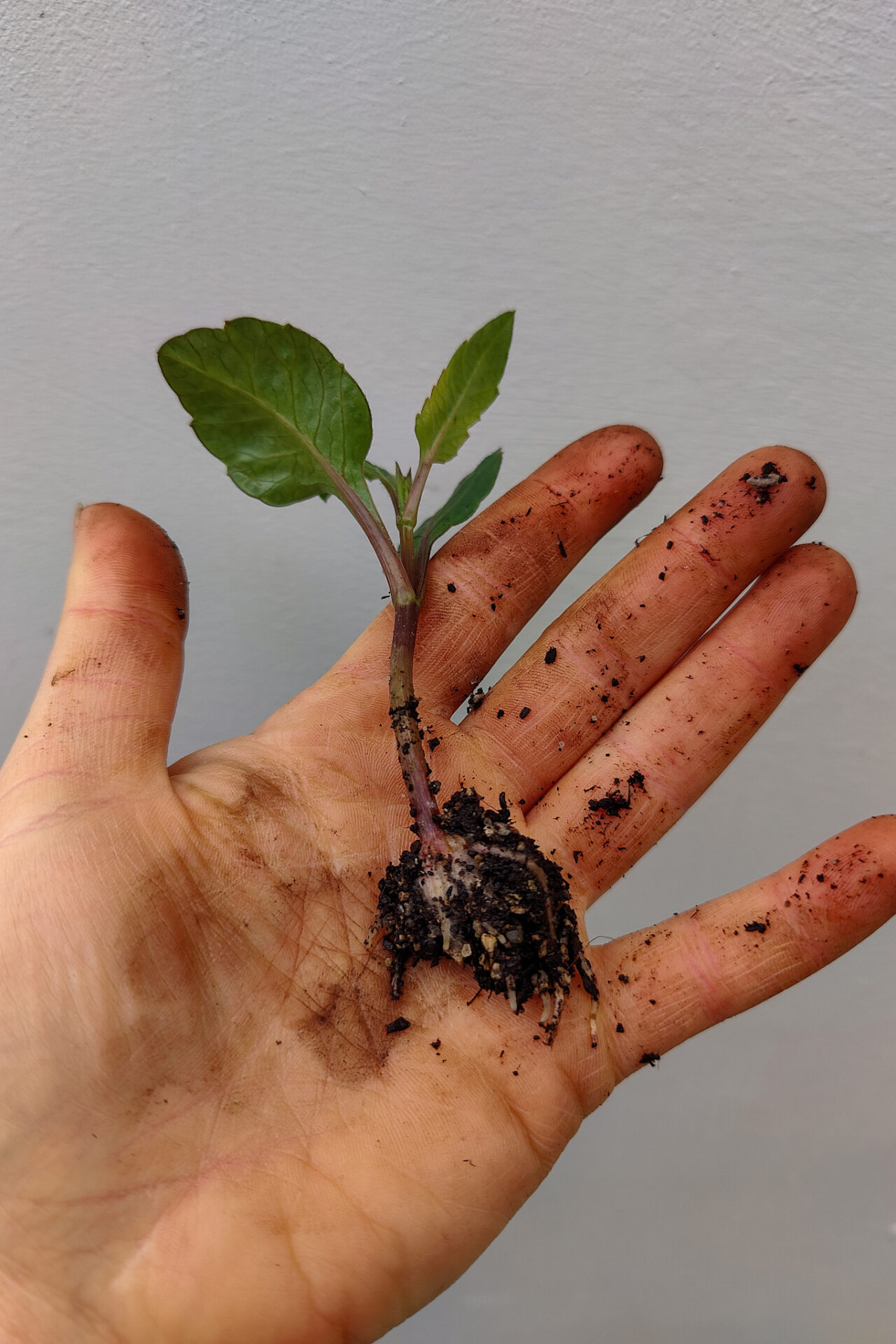 Dahlia Propagation