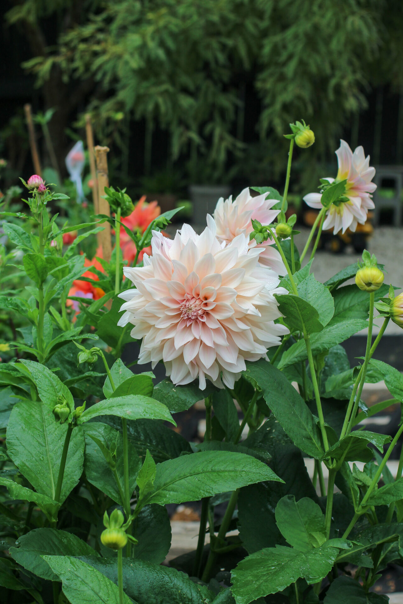 Dahlia Propagation