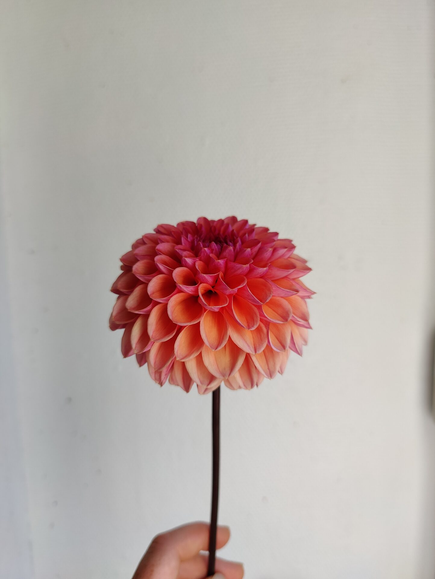 Dahlia Propagation