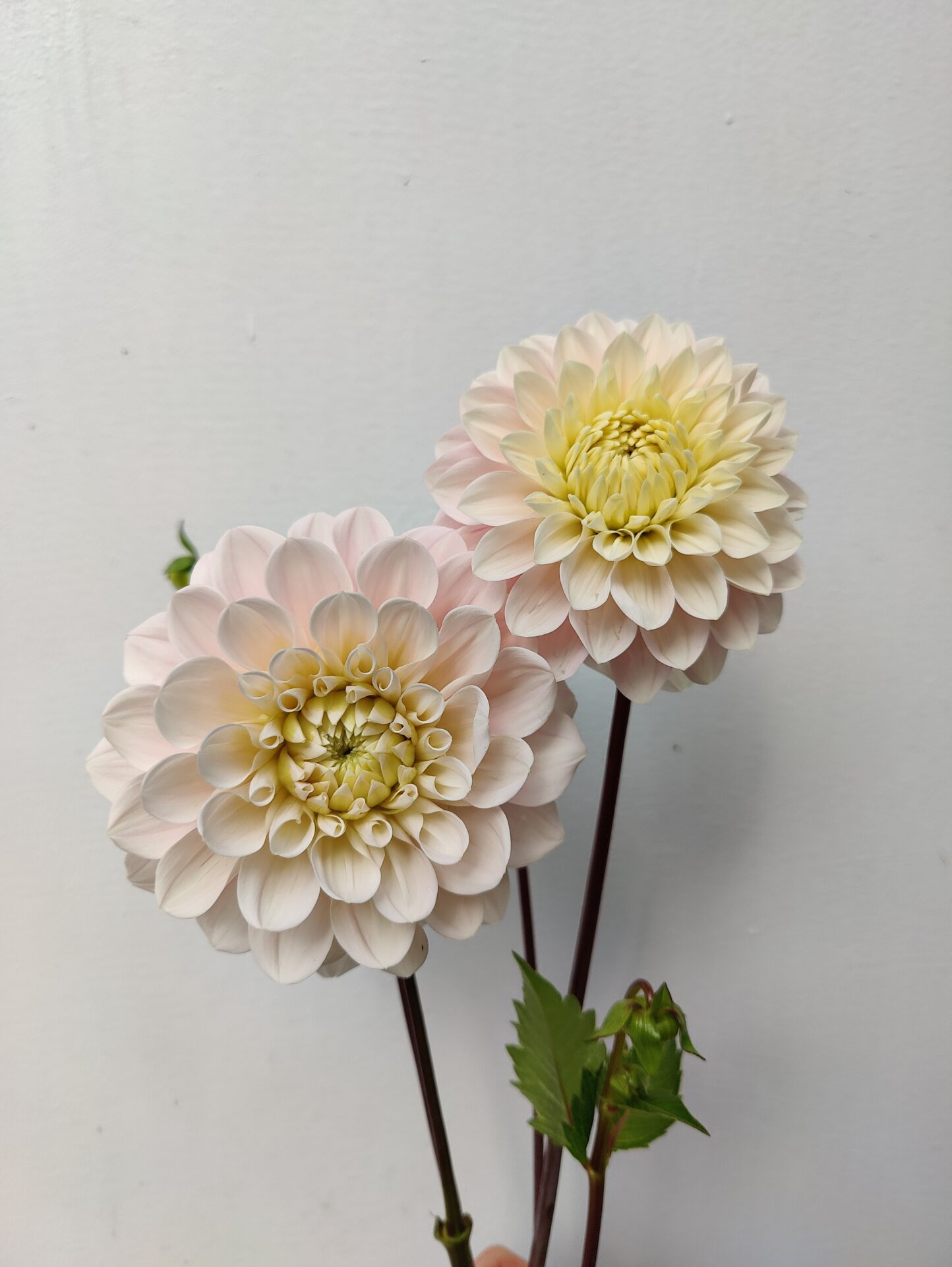 Dahlia Propagation