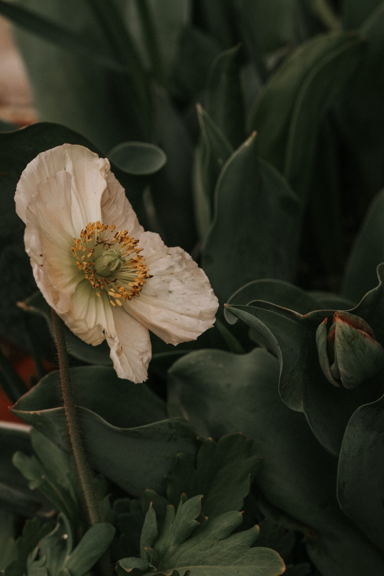 October gardening guide - Mid spring