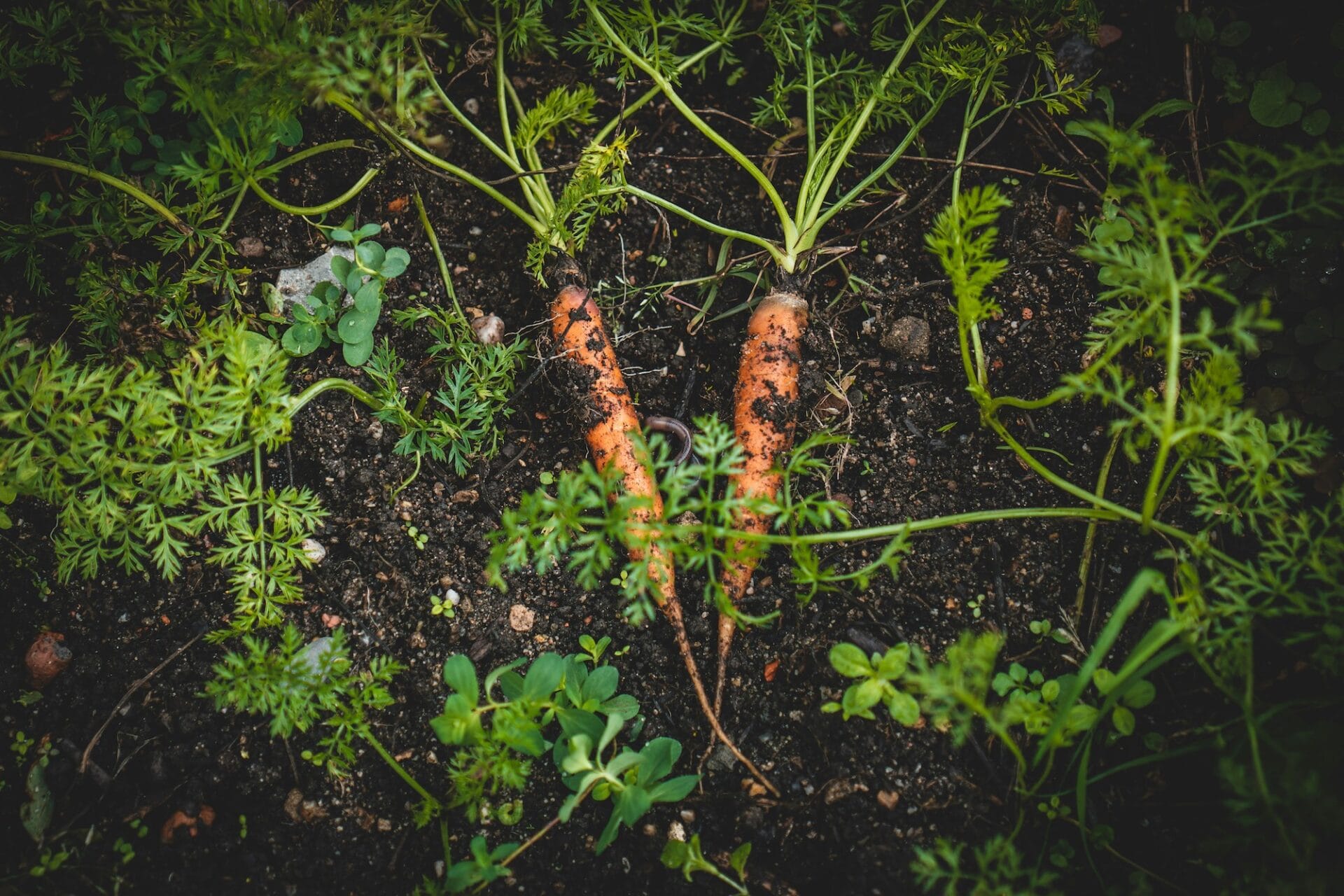 How to grow carrots from seed