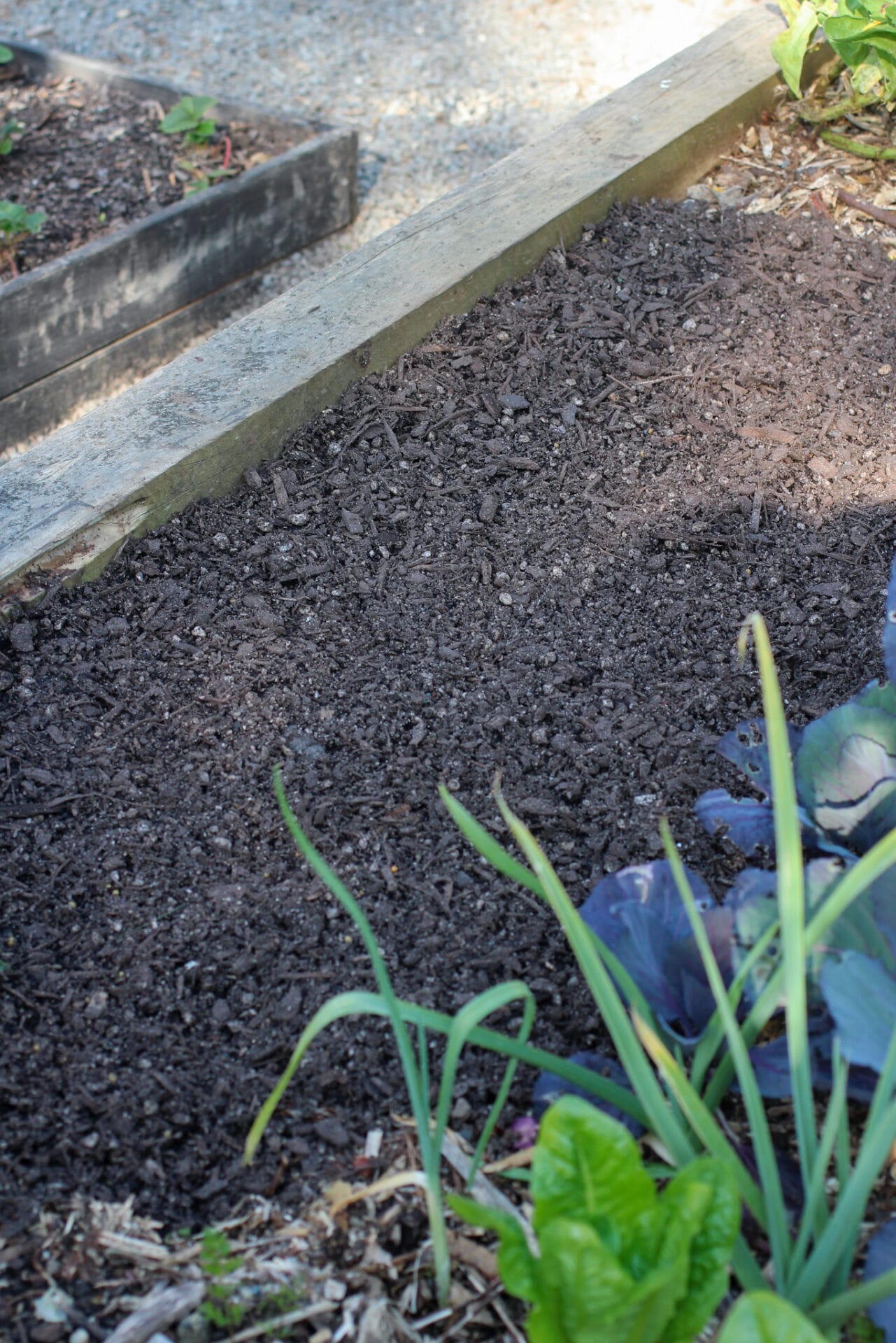 Sowing Carrots