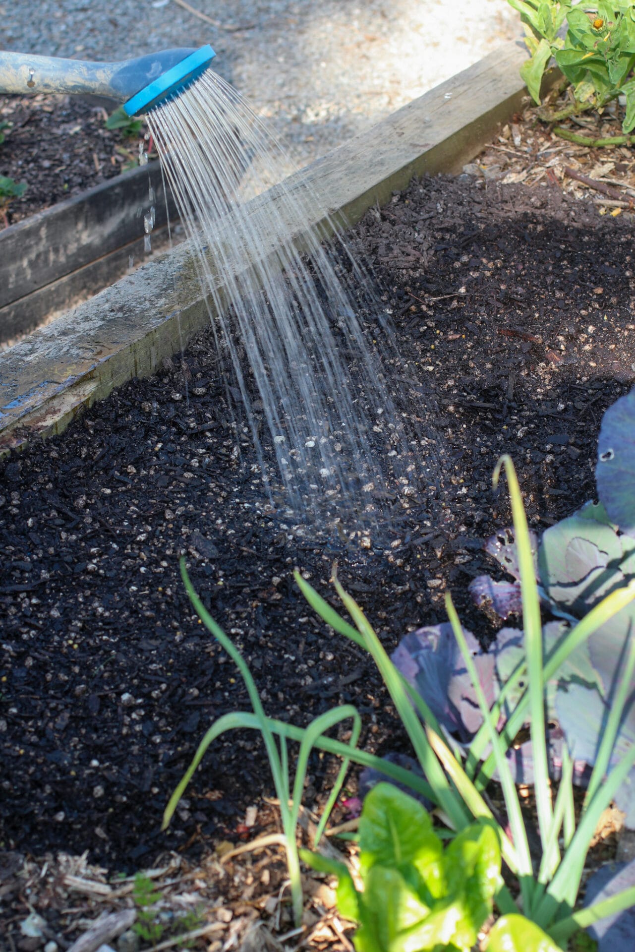 Sowing Carrots
