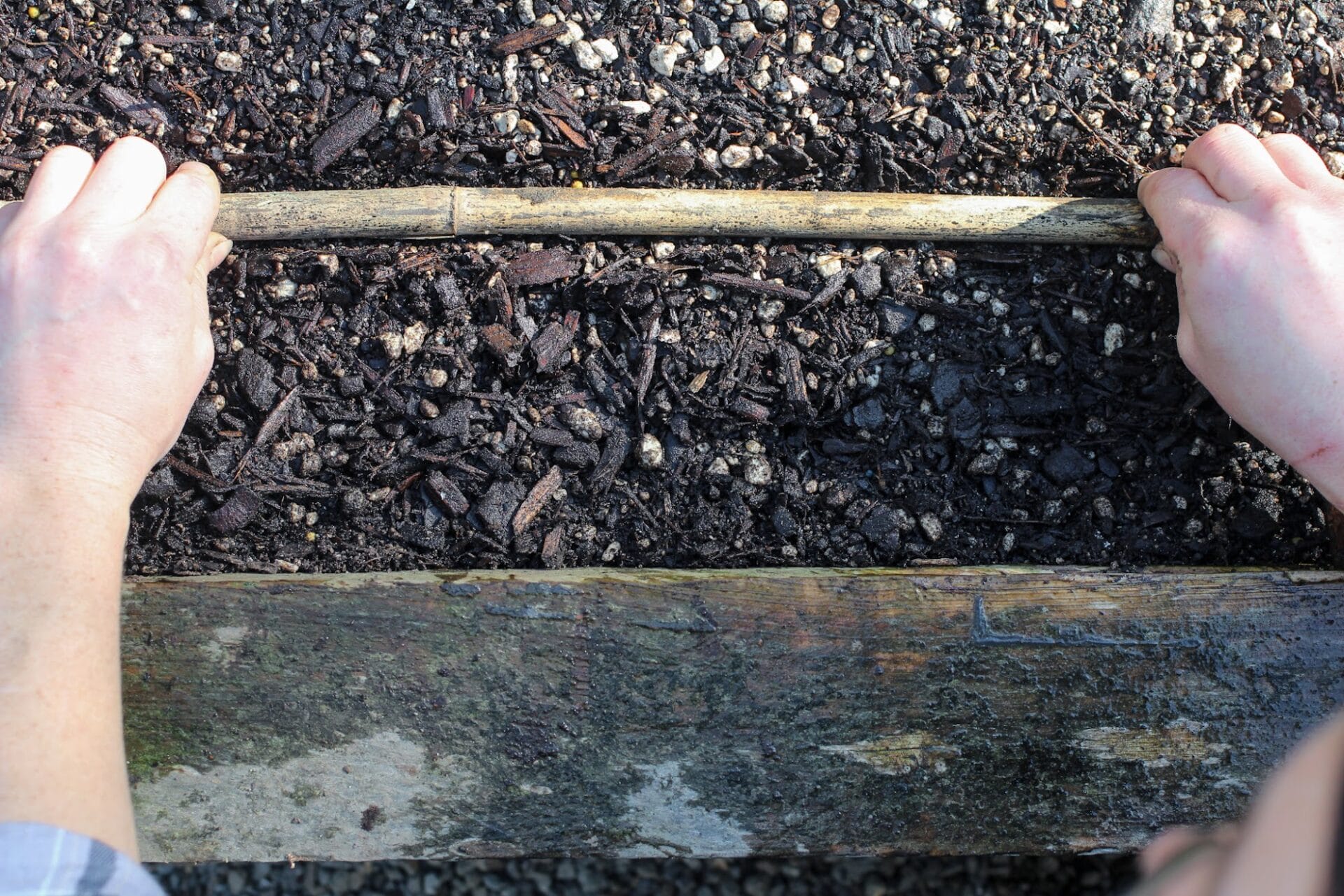 Sowing Carrots