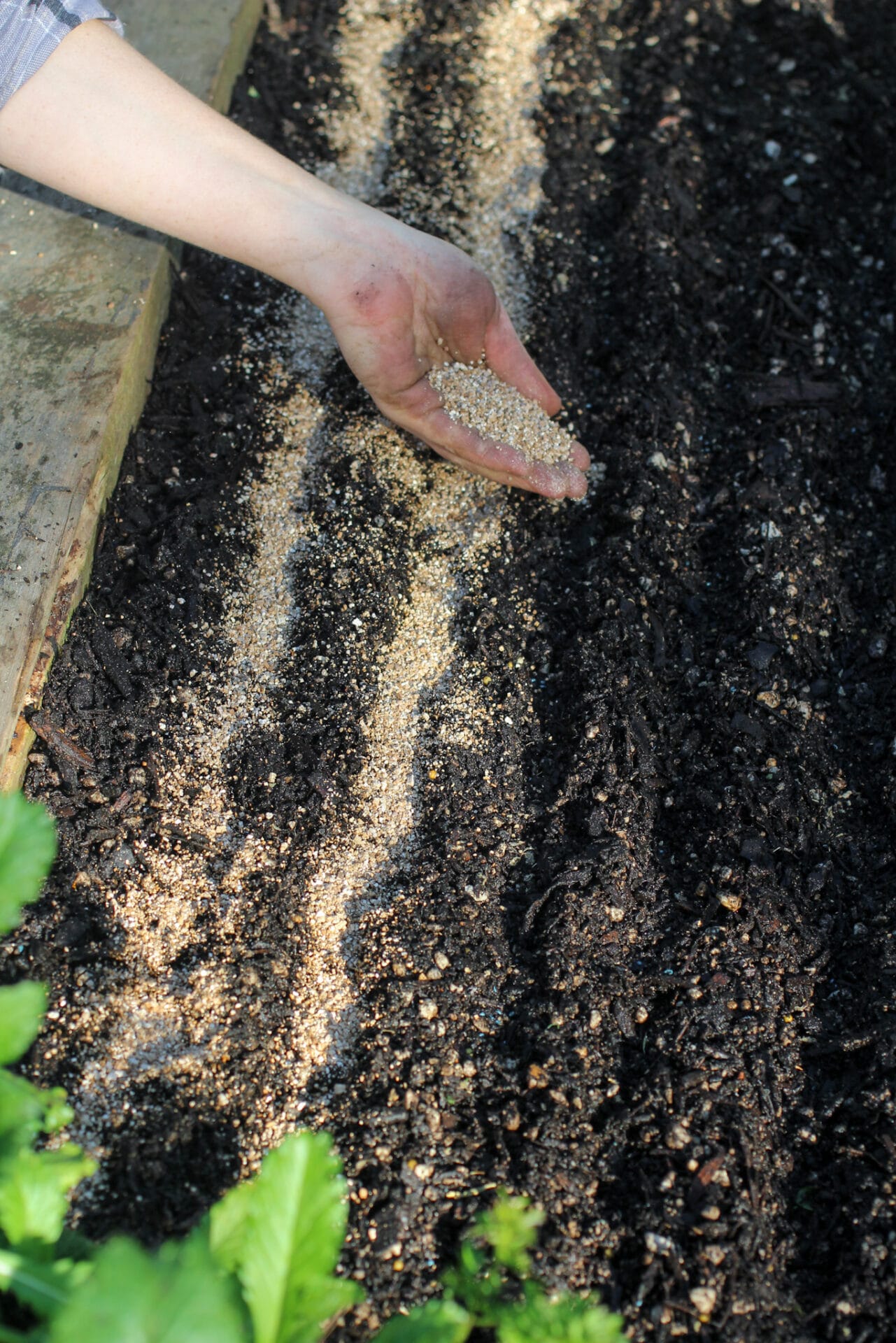 Sowing Carrots