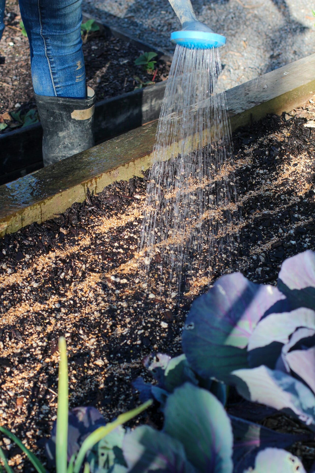 Sowing Carrots