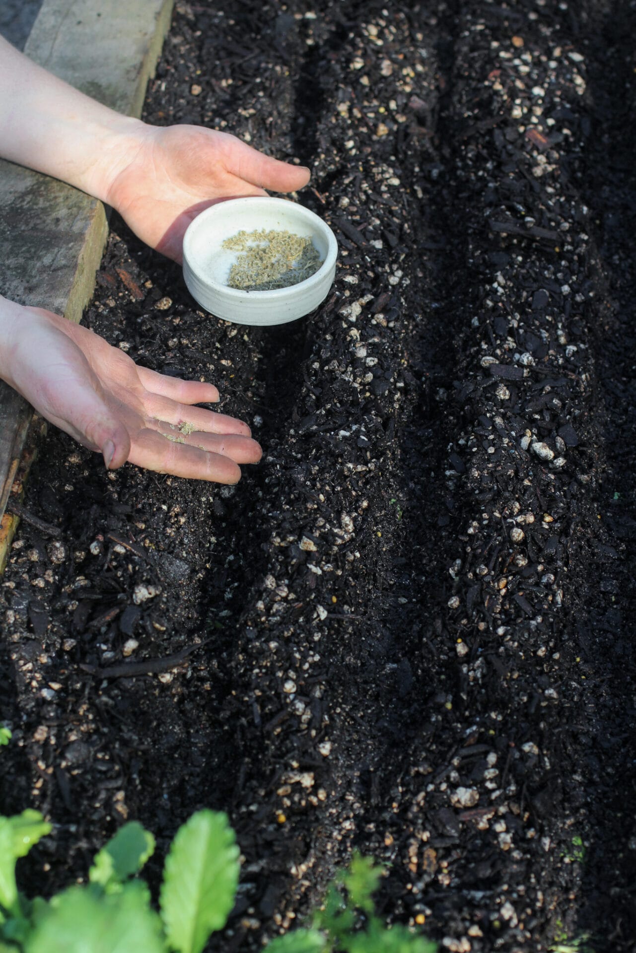 Sowing Carrots