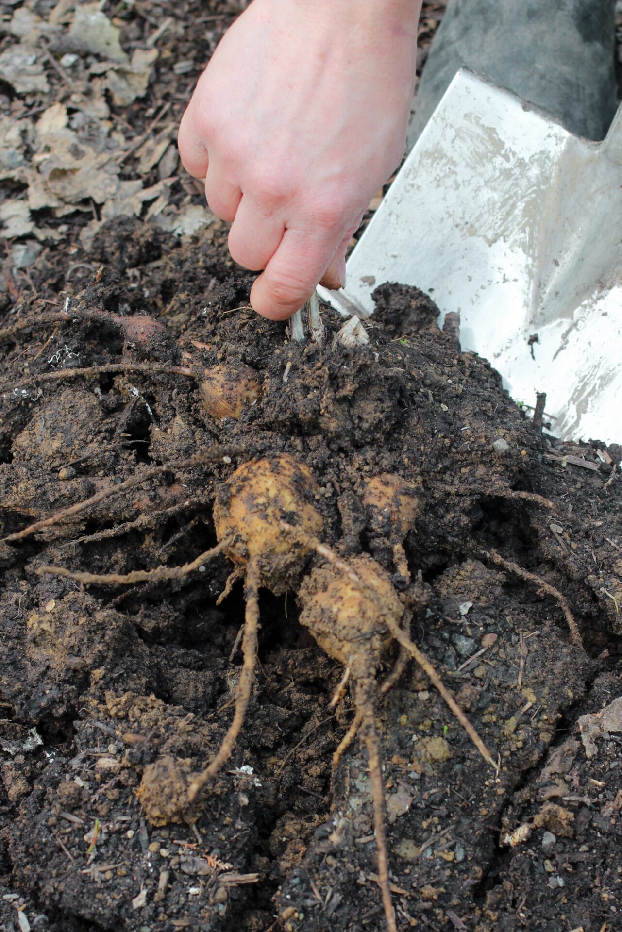 Dividing Dahlias Elly Keen