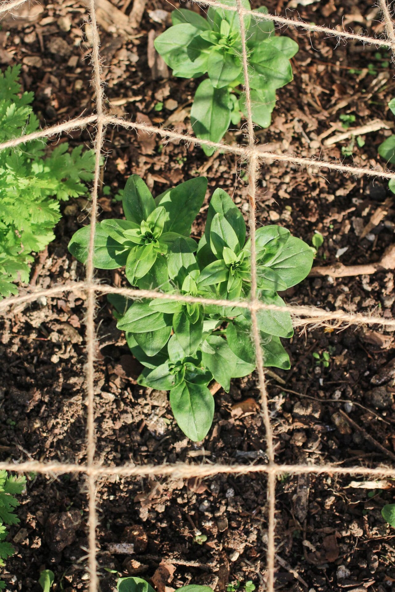 SGS Summer annual flowers/Succession sowing/The Hungry Gap