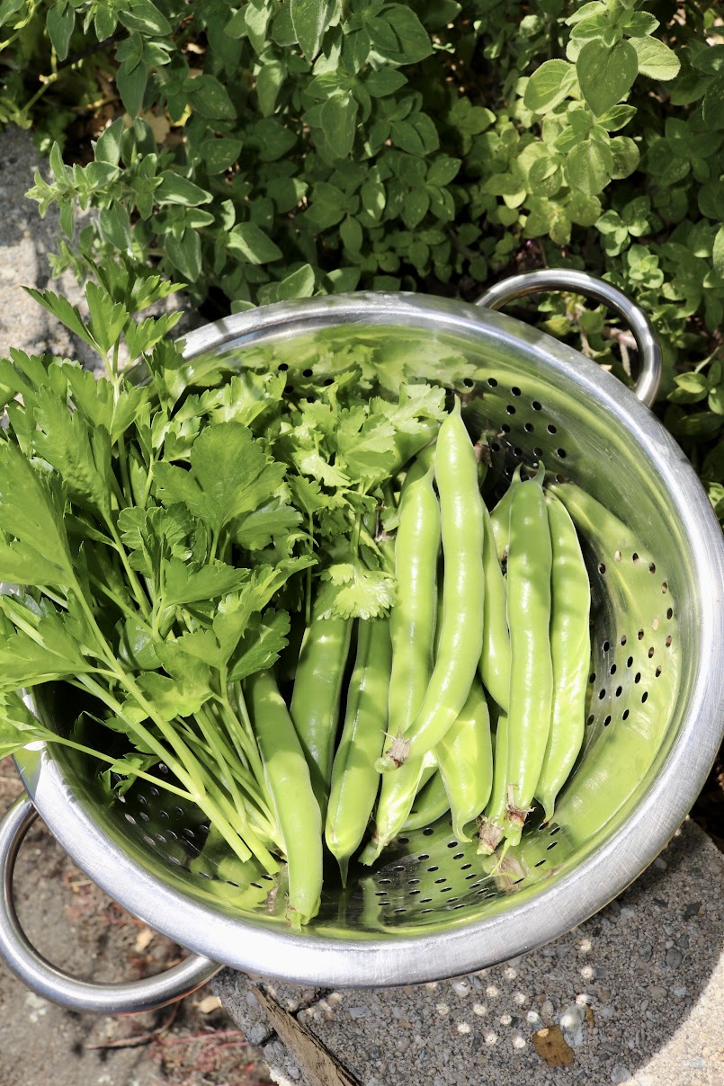 Spring vegetable harvest Spring vegetable harvest