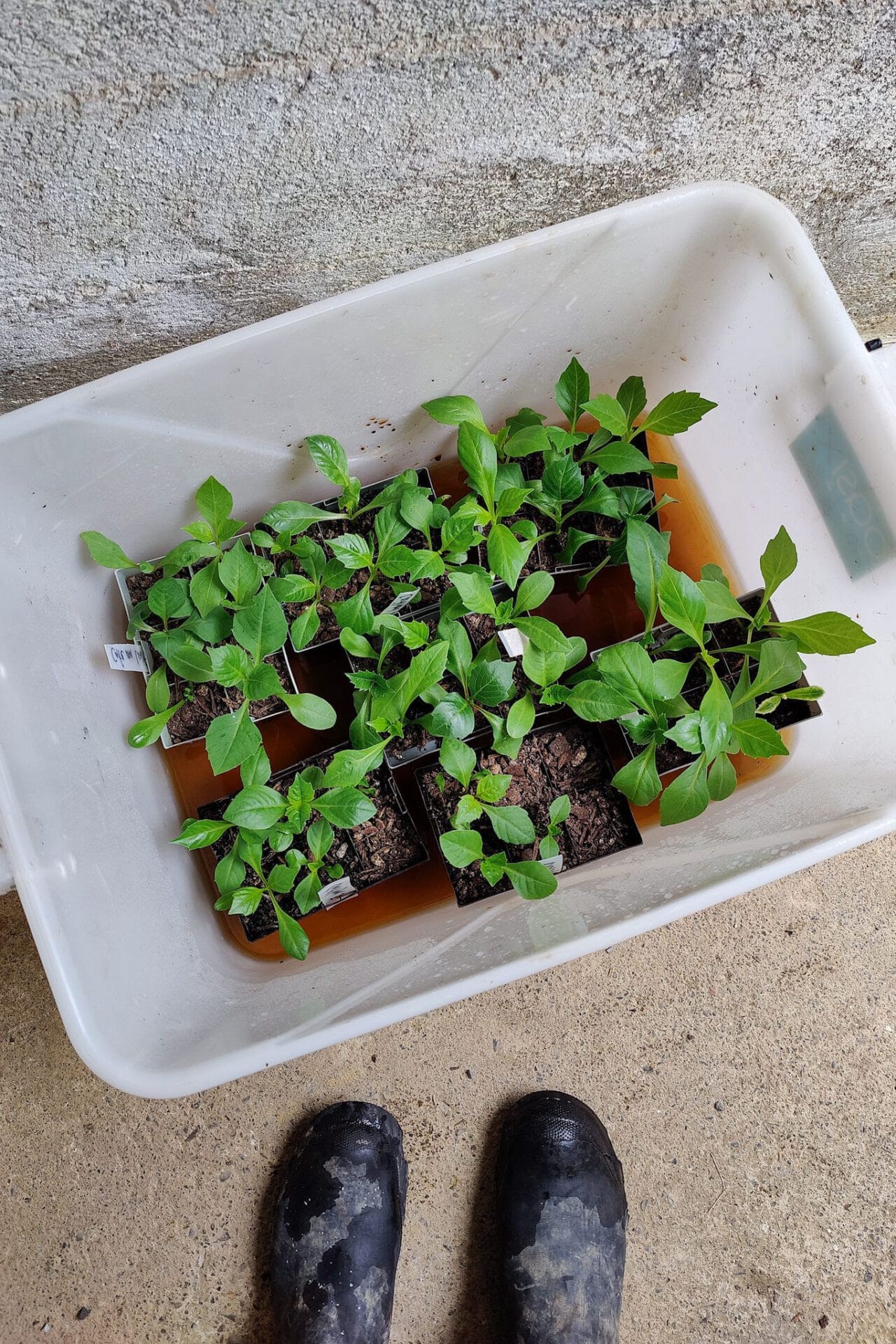 Seedlings soaking in seaweed prior to planting