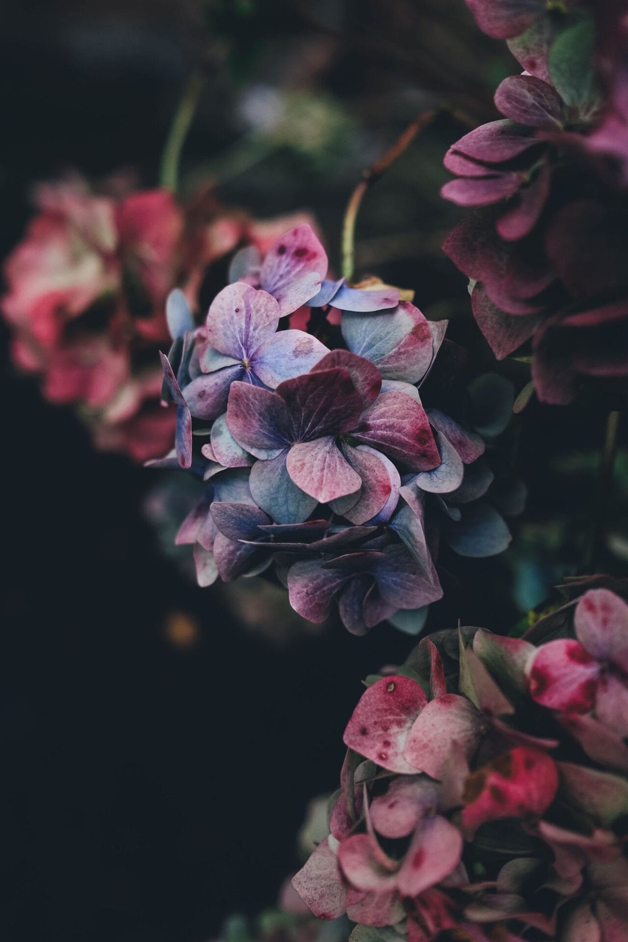 Hydrangea Spring Gardening
