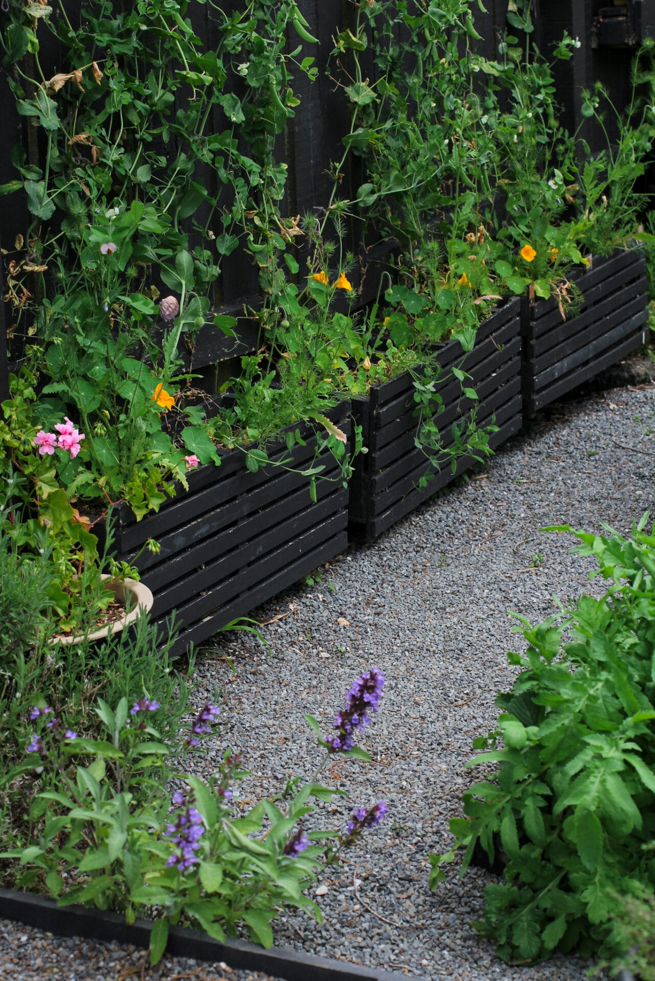 Peas underplanted with nasturtium as a trap crop for aphid