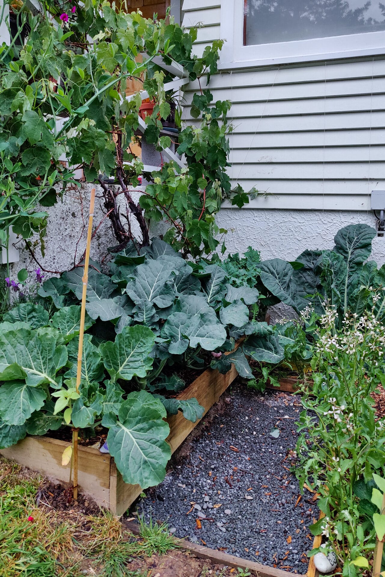 Pests Part One, Elly Keen, Spring Gardening White Butterfly are attracted to Cauli and broccoli plants in Spring Garden