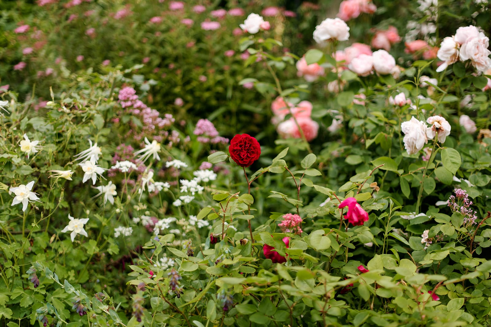 Cottage garden with roses Cottage garden with roses