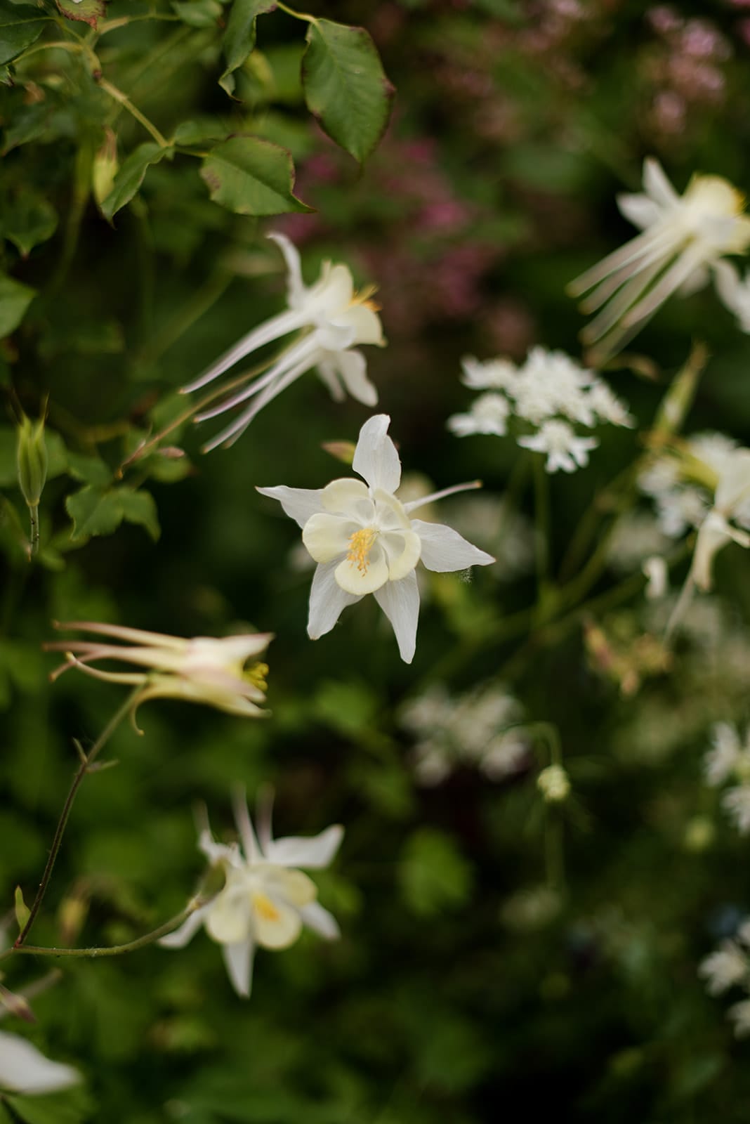 Yellow aquilegia (Columbine) Yellow aquilegia (Columbine)