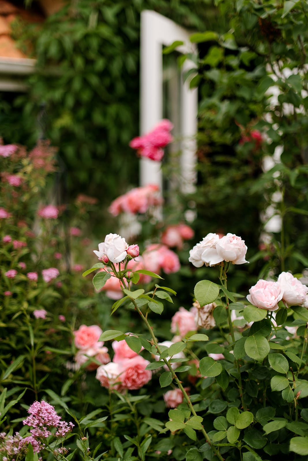 Pink roses in garden nz