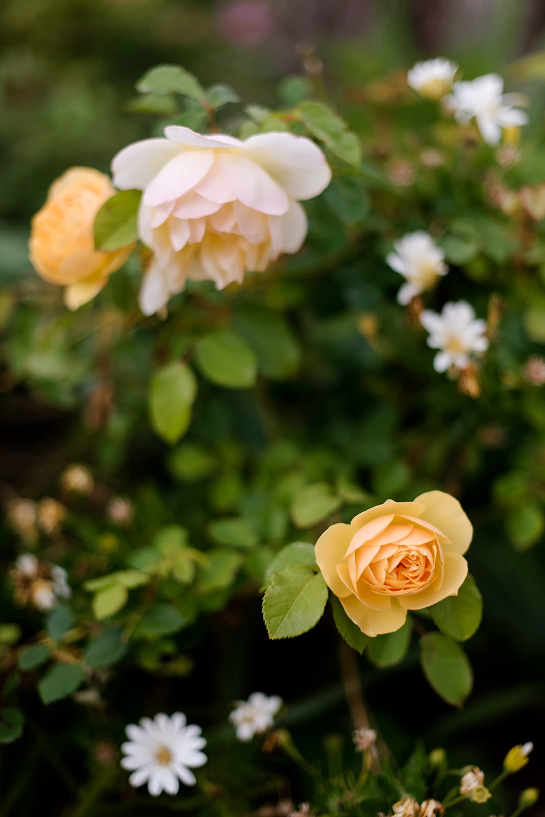 Pale yellow roses Pale yellow roses
