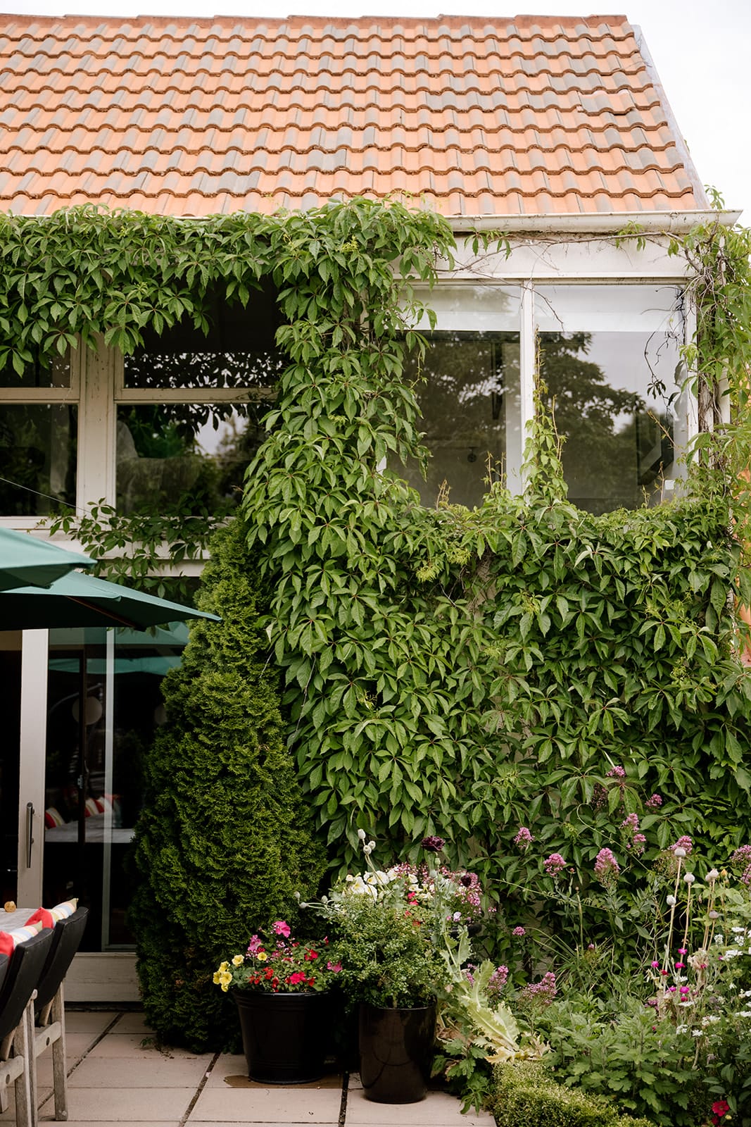 Boston ivy growing on side of house Boston ivy / virginia creeper growing on side of house