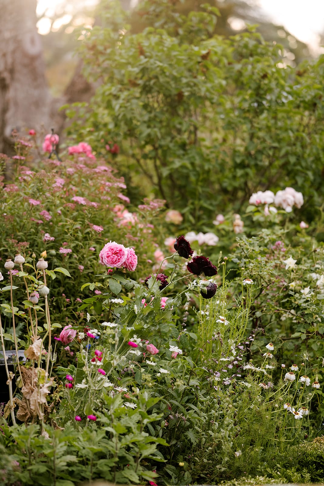 Cottage garden in summer Cottage garden in summer