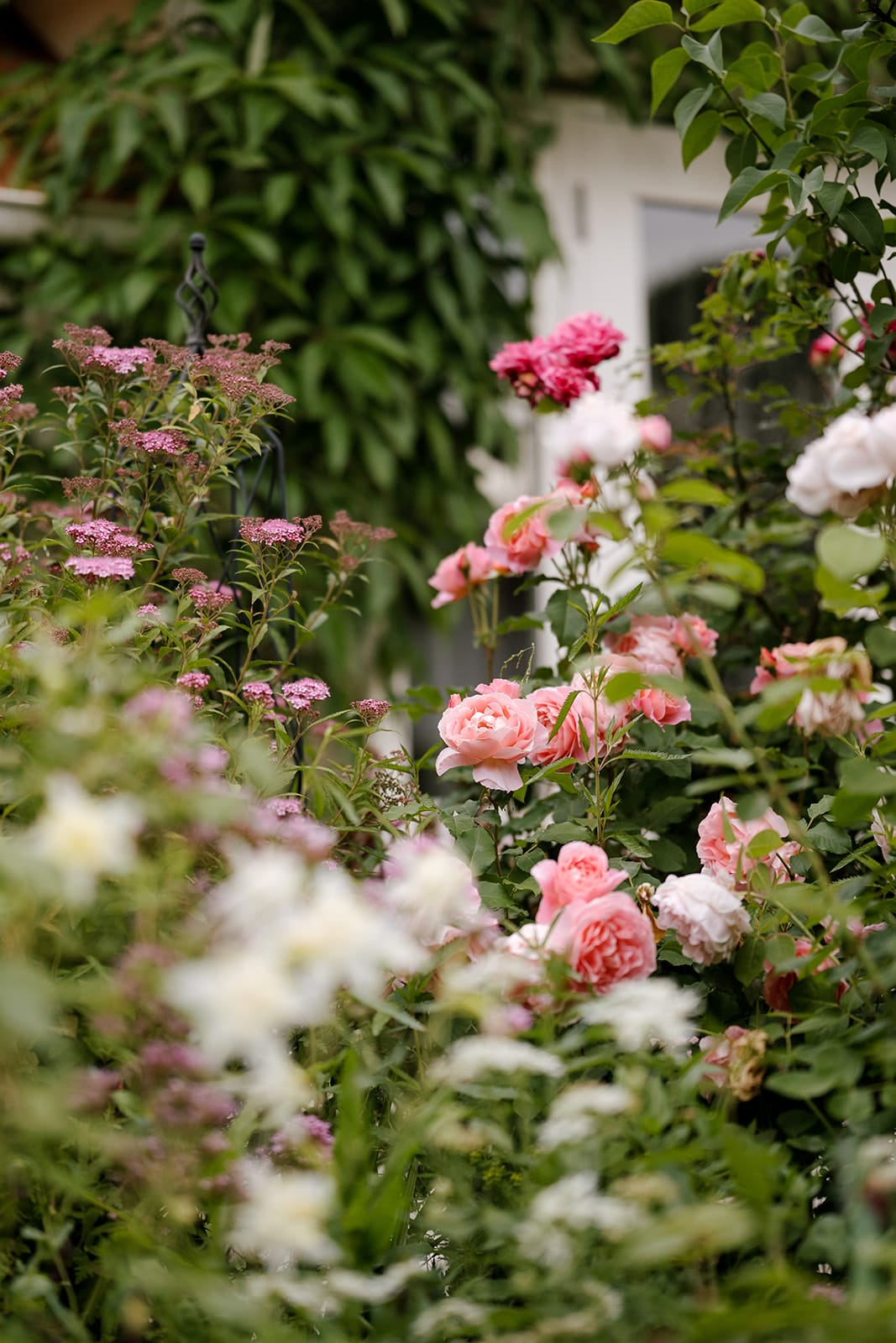 Beautiful rose garden nz Beautiful rose garden nz