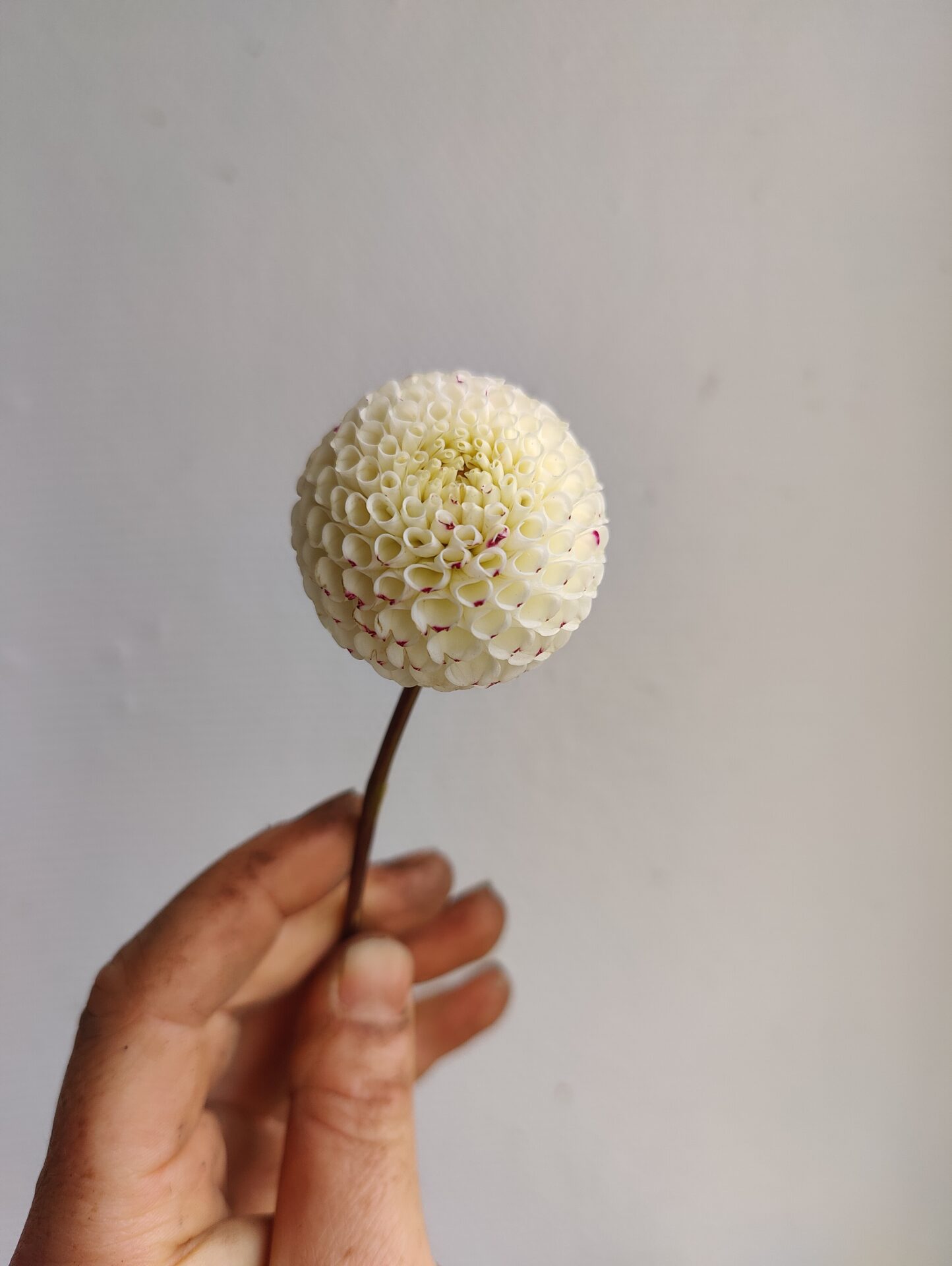 Dahlia Propagation