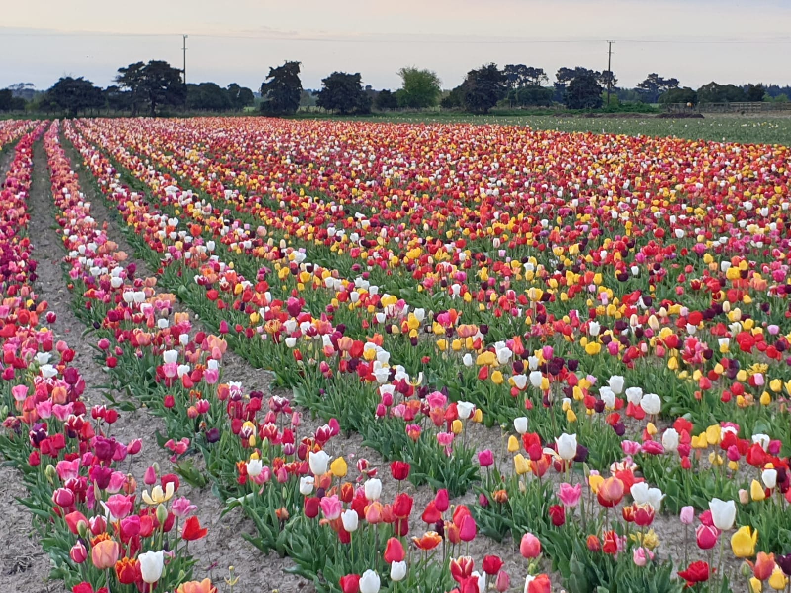 Tulip fields - NZ Bulbs
