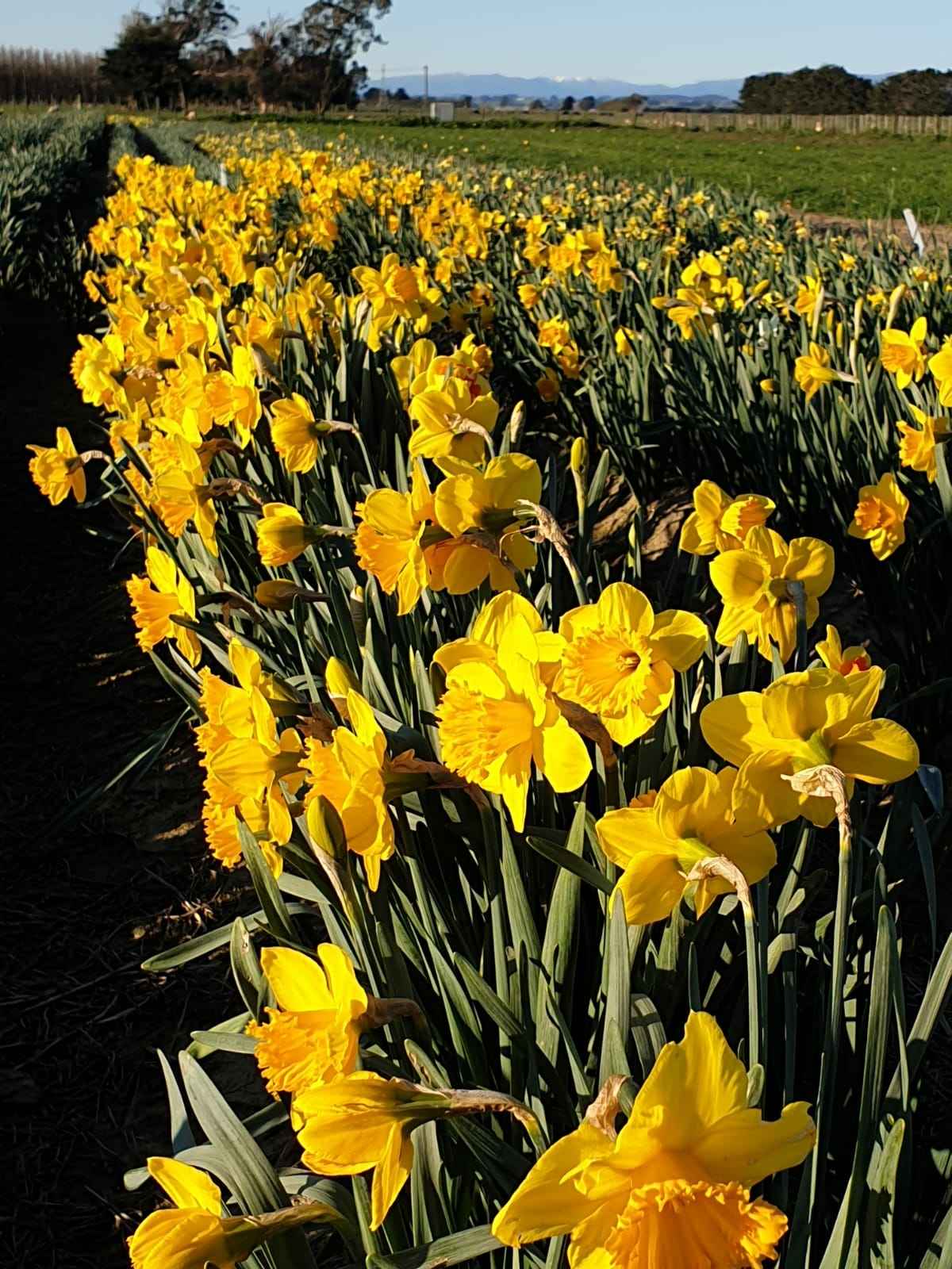 Daffodil fields - NZ Bulbs