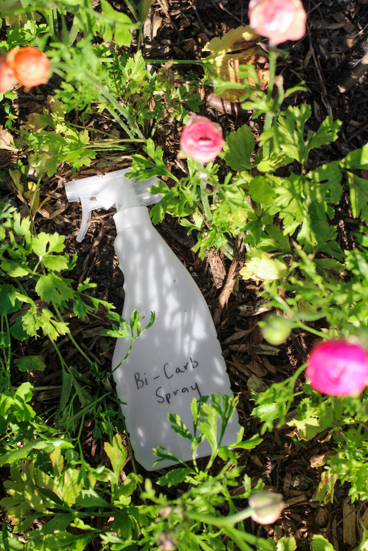 Bi Carb spray for Ranunculus