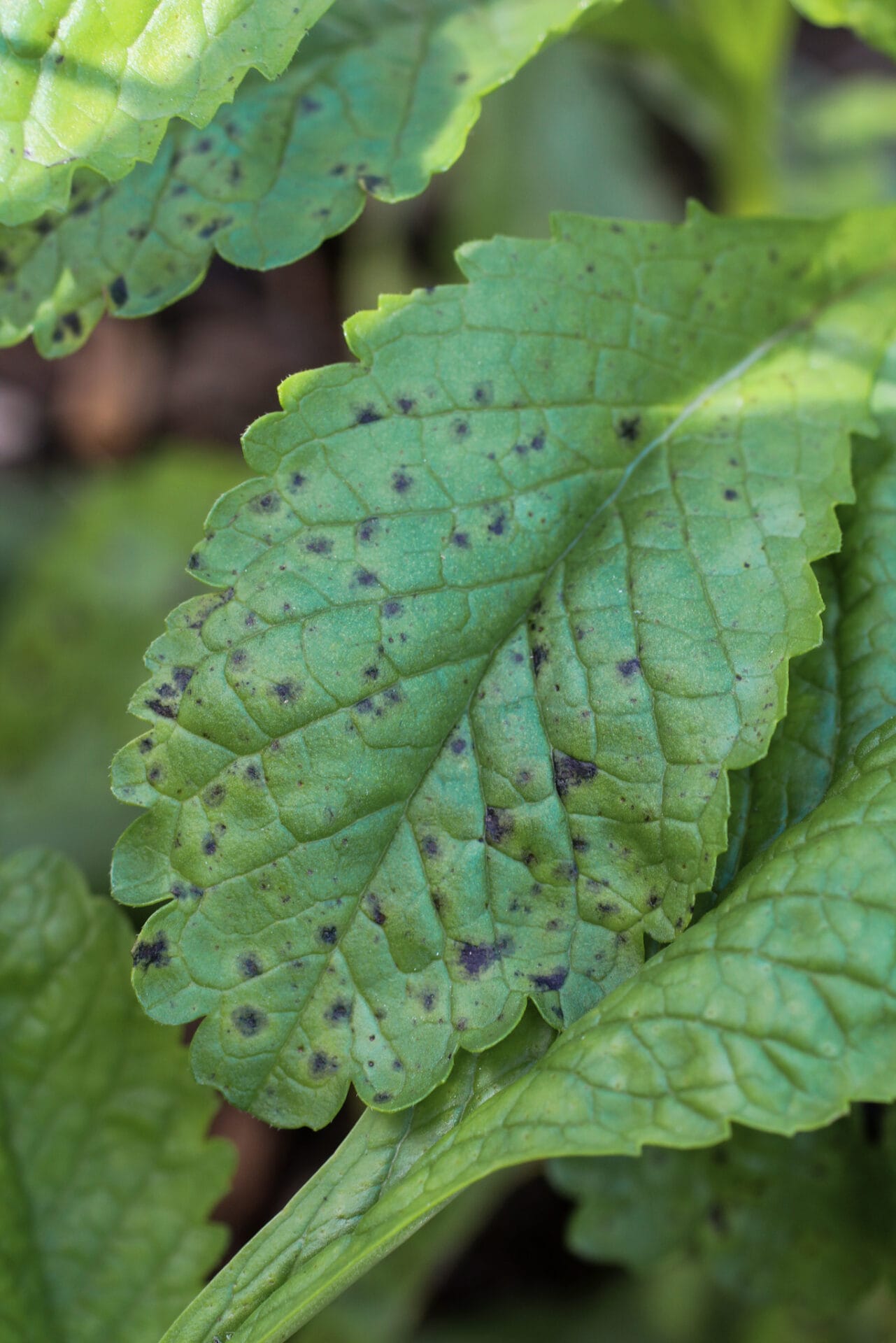 Black Spot on leaf