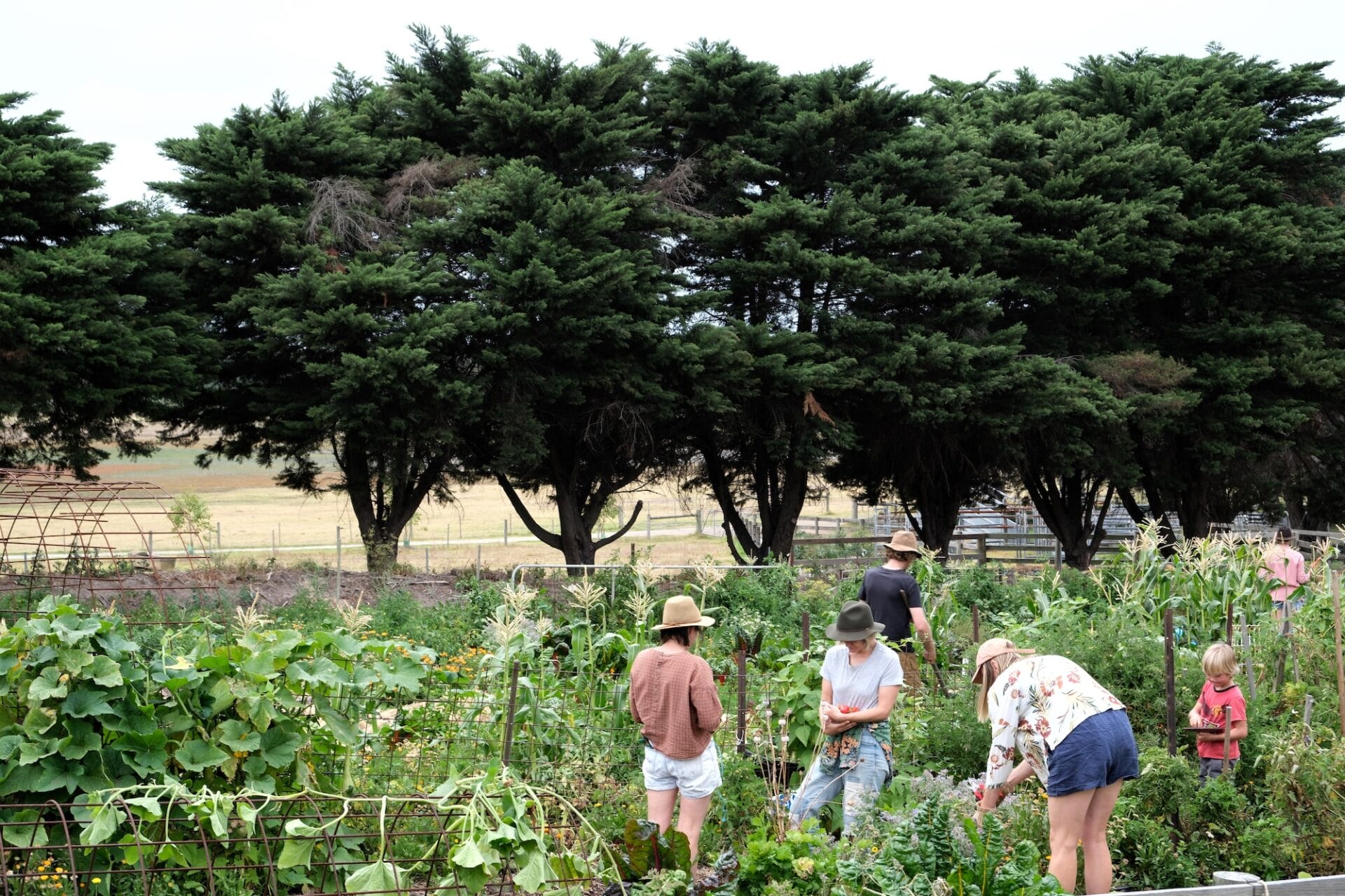 Ben Shaw Permaculture