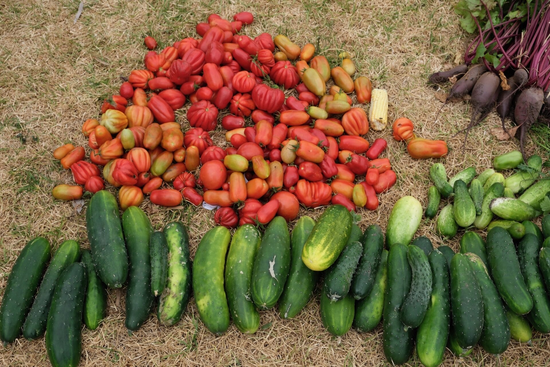 Ben Shaw Permaculture Ben Shaw Permaculture