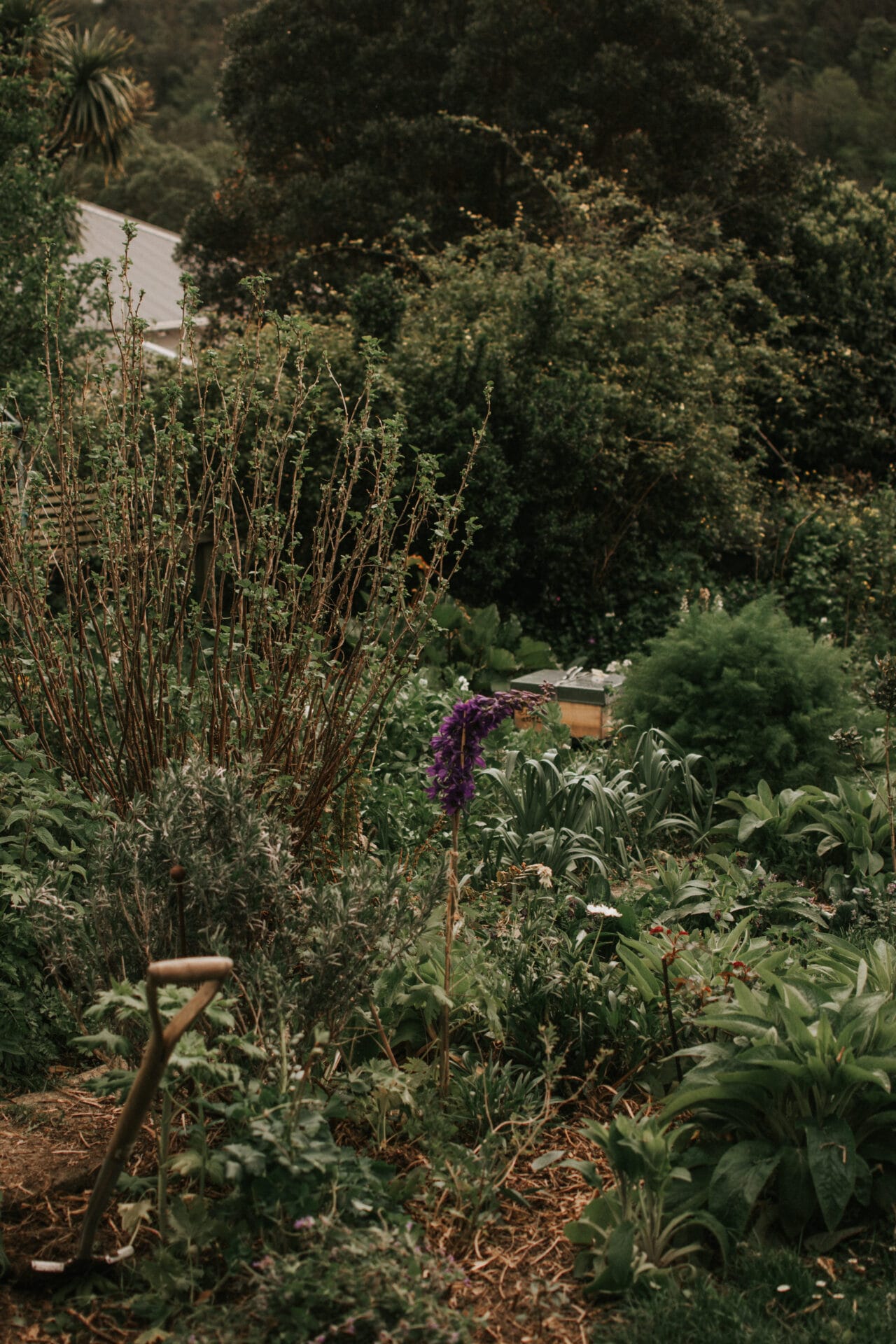 cutting back perennials