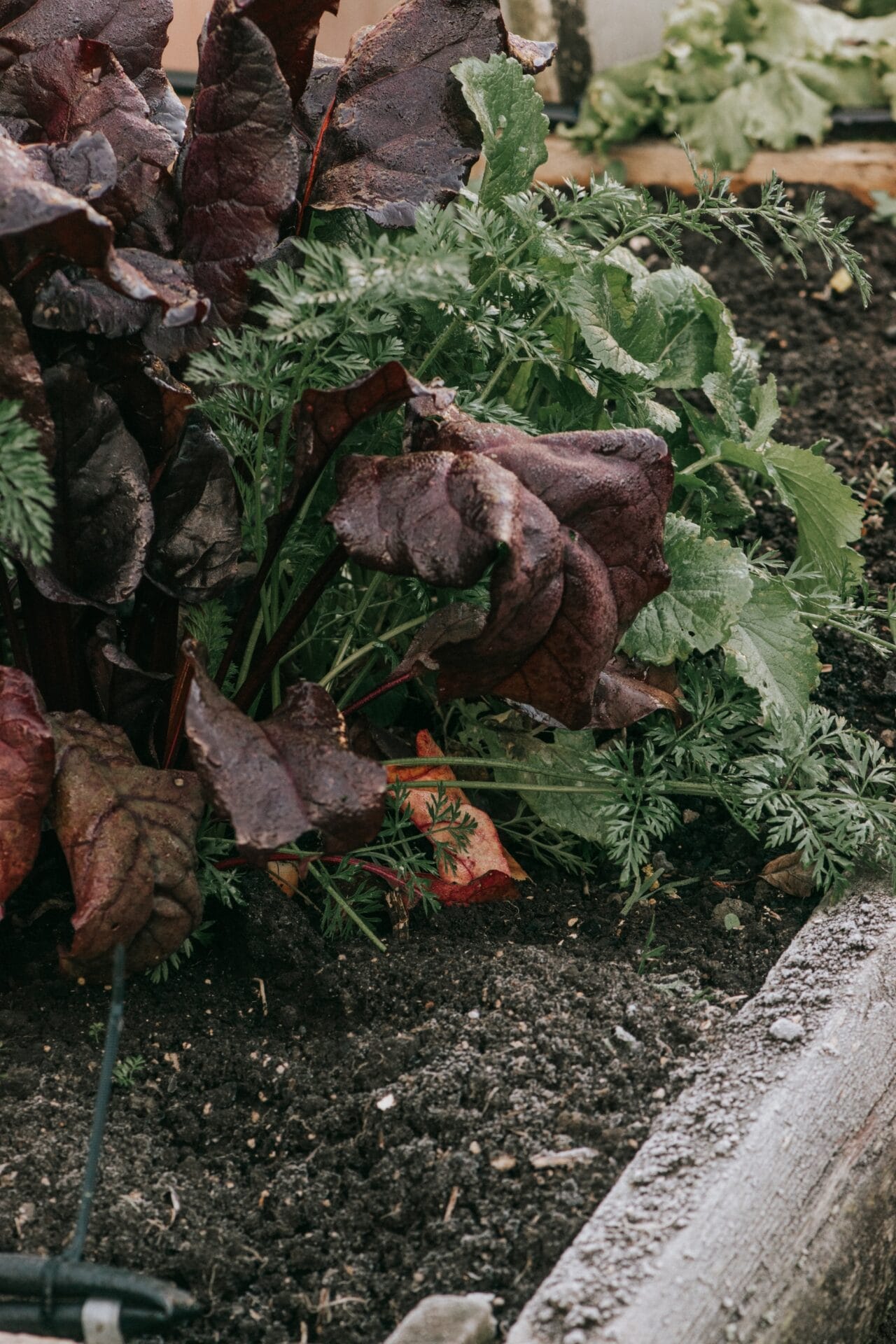 Feeding your soil in spring Feeding your soil in spring