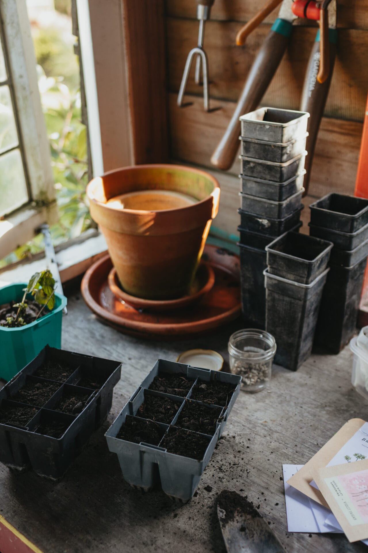 Boring Oat Milk - How to sow flowers for summer How to sow flowers for summer