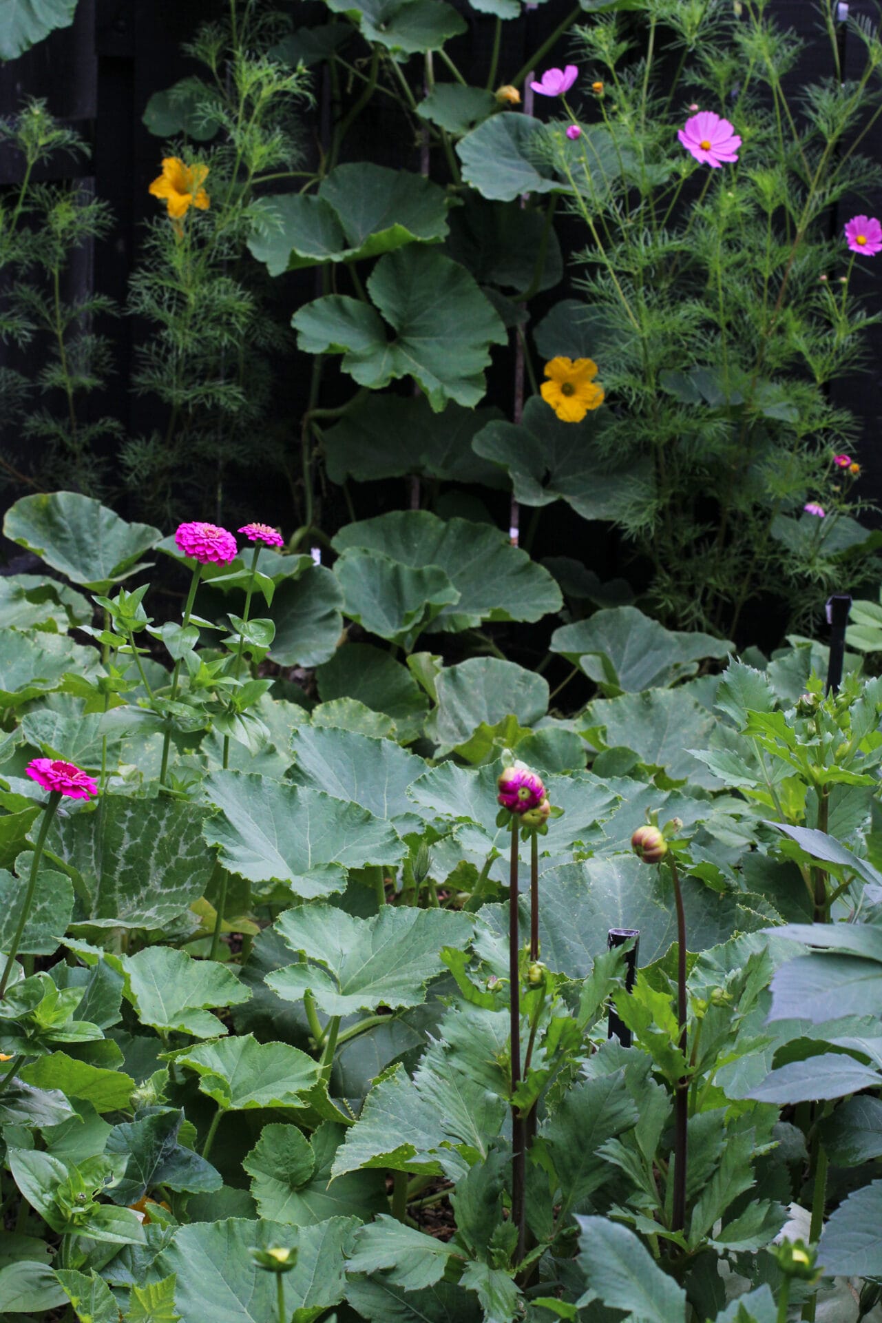 Planting out your summer seedlings