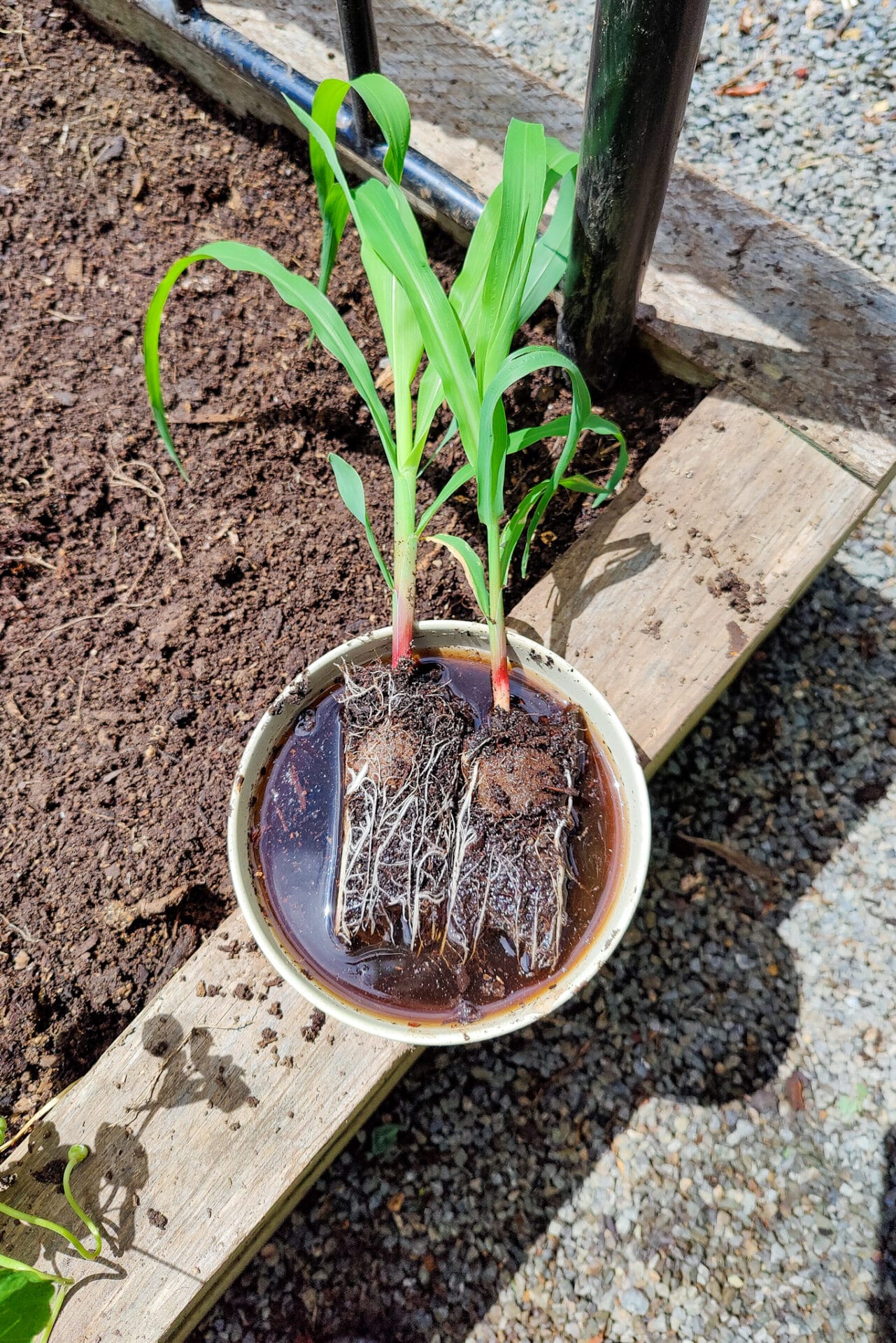 Planting out your summer seedlings - Seedlings soaking in seaweed Seedlings soaking in seaweed