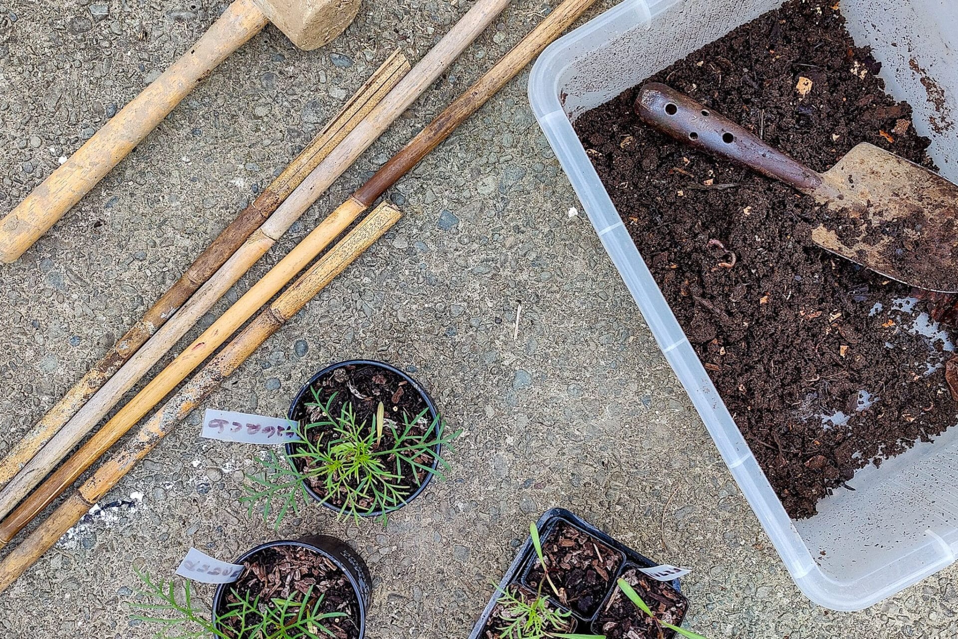 Planting out your summer seedlings - Planting out cosmos seedlings with worm castings & stakes Planting out cosmos seedlings with worm castings & stakes