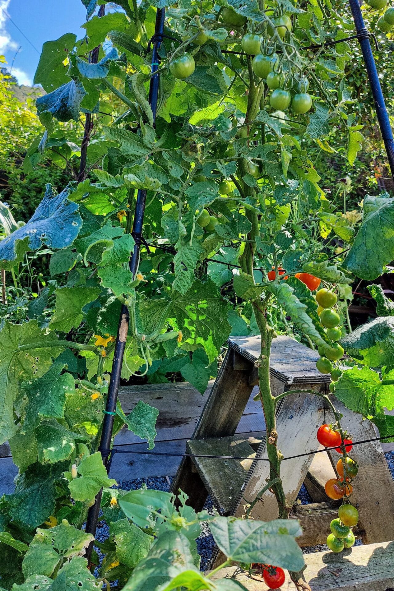 Planting out your summer seedlings - Tomato climbing structure Tomato climbing structure