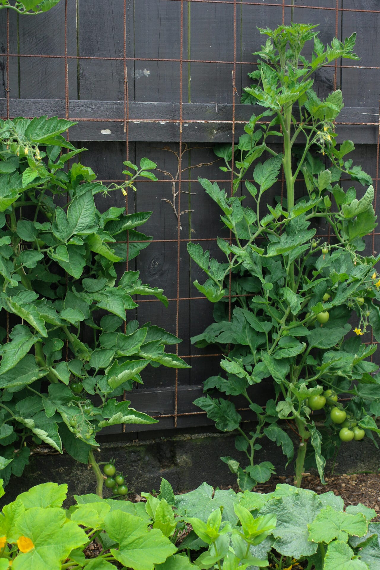 Planting out your summer seedlings - Tomato spacing - 40cm in ground Tomato spacing - 40cm in ground.