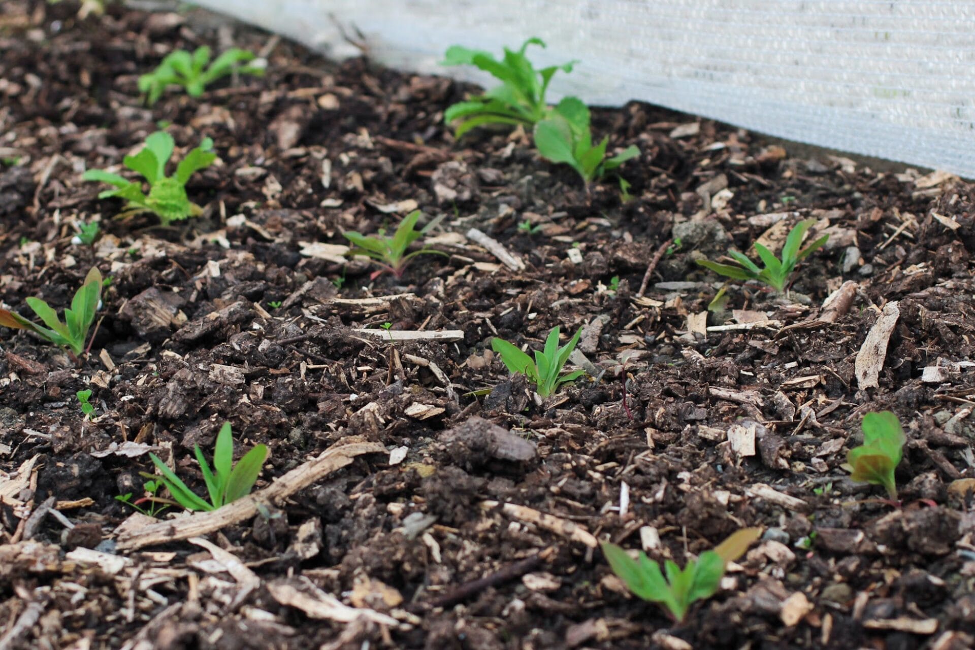 Planting out your summer seedlings - Elly's newly planted seedlings with decomposed wood chip mulch Elly's newly planted seedlings with decomposed wood chip mulch