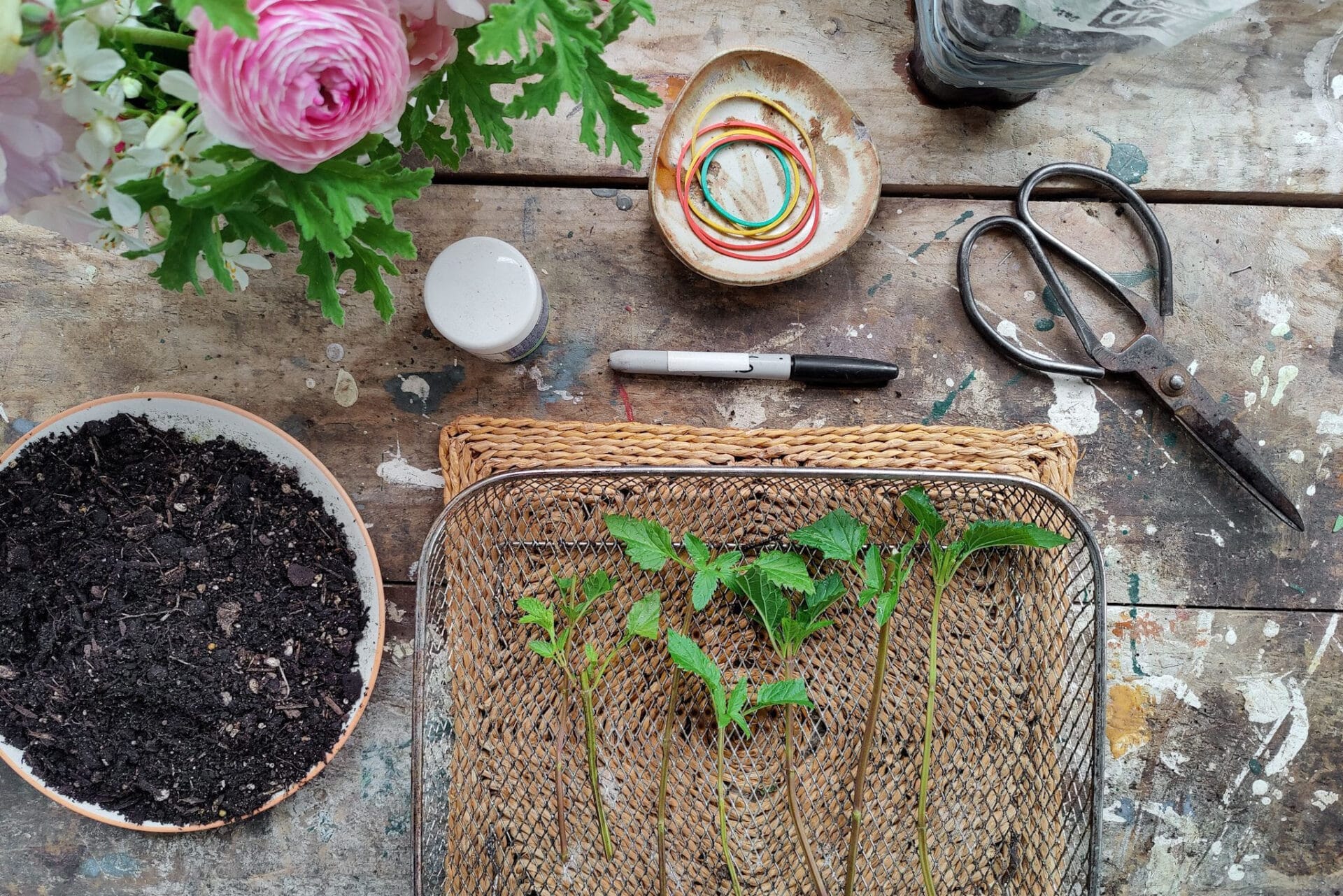 How to propagate plants from cuttings - Taking cuttings of salvia in spring Taking cuttings of salvia in spring