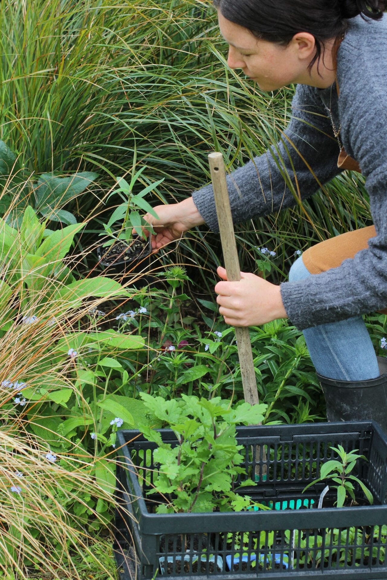 Filling gaps with annuals in your ornamental garden border Filling gaps in border