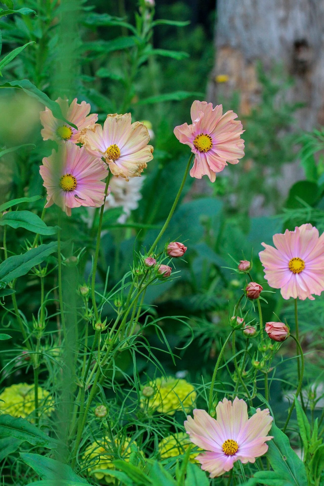 Fillin Combination of annual Apricotta Cosmos _ Zinnia Envy filling gaps in border Combination of annual Apricotta Cosmos _ Zinnia Envy filling gaps in border