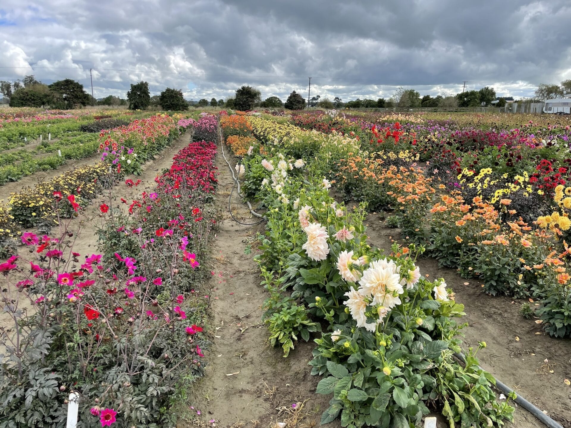 Bulb fields - NZ Bulbs