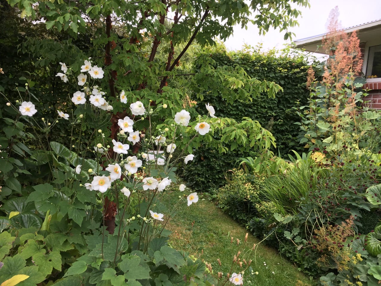 Japanese anemone