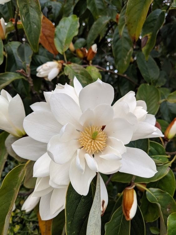 Michelia shrub