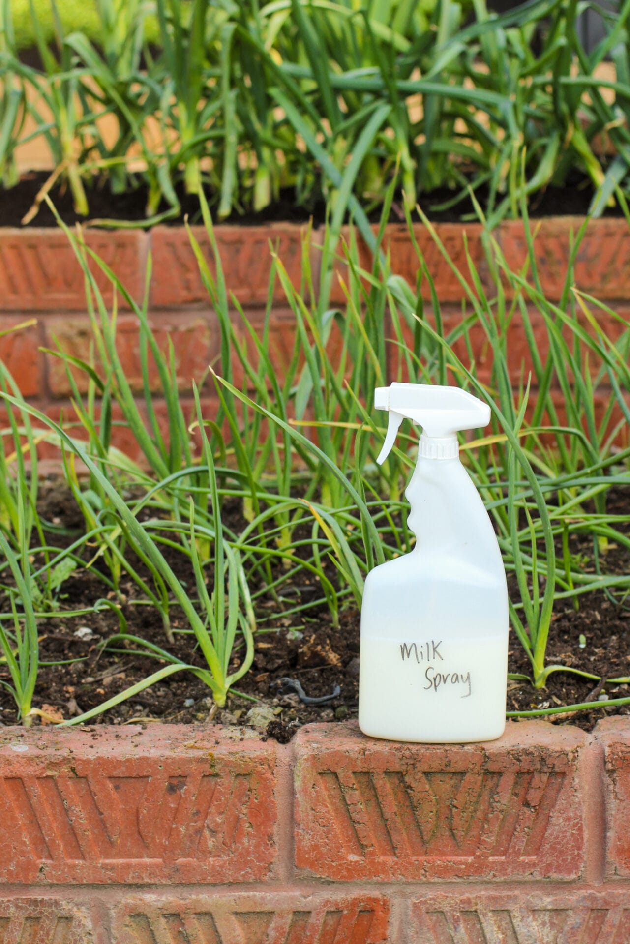 Milk spray for garlic rust @wellingtongarden